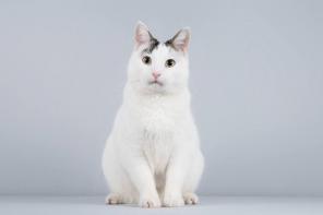 ������� �������� ���� ������ ������.