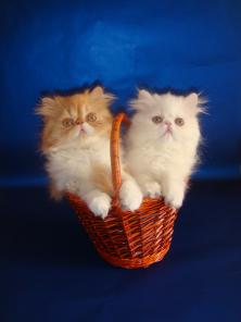 Продаются персидские котята