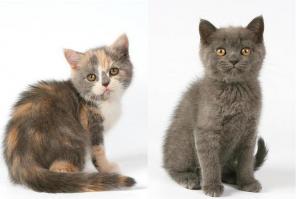 Британские (страйт) котята.