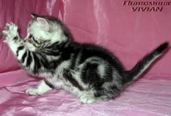 Британские мраморные котята из питомника VIVIAN.