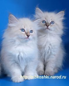 Котята сибирские и невские маскарадные