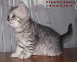 Британские вискасные котята из питомника VIVIAN.