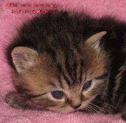 Британские вискасные котята из питомника VIVIAN.