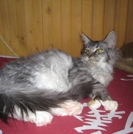 Котята Мейн-Куны из питомника