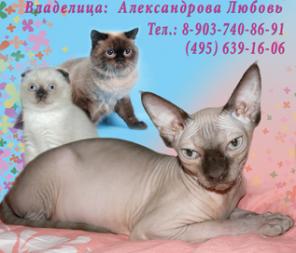 ШОТЛАНДЦЫ, БРИТАНЦЫ, СФИНКСЫ. Питомник.