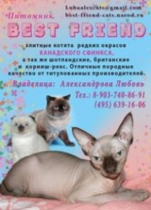 БРИТАНЦЫ и КОРНИШ-РЕКС из питомника «BEST FRIEND»