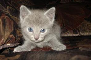 Продаются элитные котята русской голубой породы