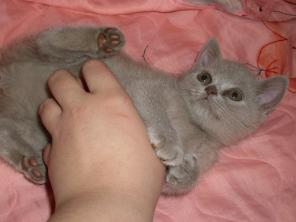 Продается британский котенок