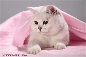 Британские котята окраса шиншилла