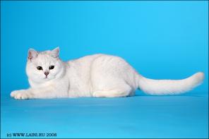 Британские котята окраса шиншилла