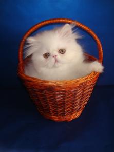 Продается белый персидский котенок