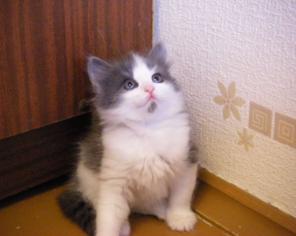Отдам симпатичных котят в хорошие руки :) (Екатеринбург)