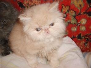 Продажа персидских котят