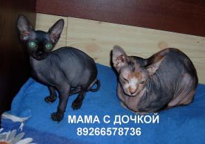 КАНАДСКИЙ СФИНКС