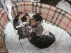 Котята в дар
