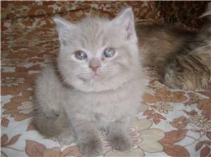 британские и вислоухие котята
