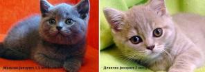 Британские котята (1,5 мес.)