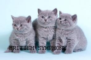 Британские котята из питомника"British Symphony". тел. 89162281004.