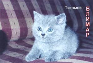 Продам Британского котенка