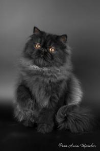Персидский котик черного окраса