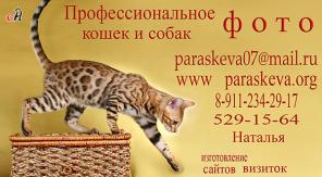 Бенгальские котята, бенгалы