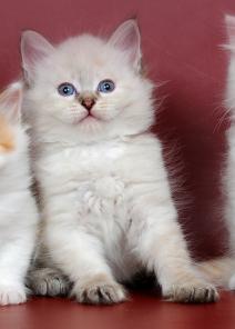 НЕВСКИЕ МАСКАРАДНЫЕ котята от Чемпиона Мира!
