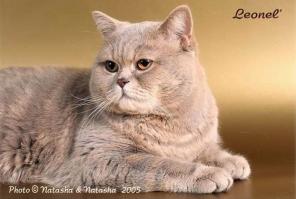 Британский котенок (девочка) 2 месяца