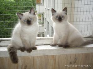 Невские Маскарадные Котята