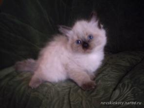 Невские Маскарадные Котята