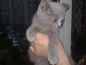 Британская кошечка шоу класса