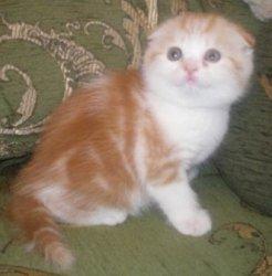 Котята скоттиш-фолд красный мрамор