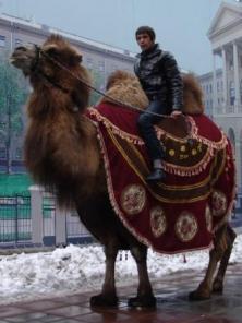 Верблюд, ослик и пони с тележкой!