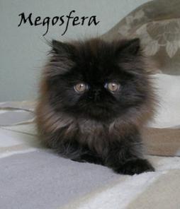 Персидская кошечка черного окраса