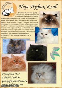 Экзоты и персидские кошки ждут хозяев.