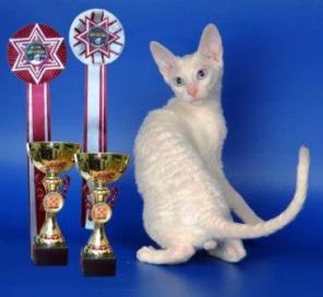 Котята Корниш-рекс