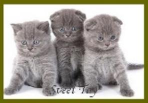 Клубные котята питомника"sweettoy"