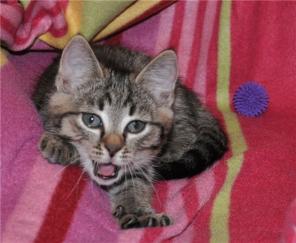 Котятки, такой красоты не видали еще вы! котятам 3 мес очень красивые.