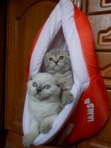 Скоттиш-фолды и скоттиш-страйты:лиловые,лиловые пойнтовые,лиловые-тебби