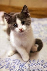 Красивые котята ищут дом.
