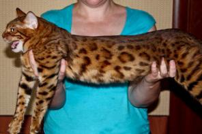 Бенгальский котёнок (девочка, Мини леопардик)