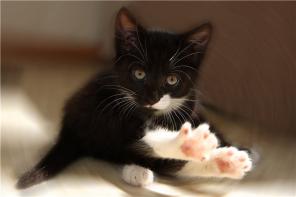 Шикарные котята в добрые руки!