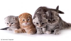 Профессиональный питомник Jollycat предлагает шотландских котят вислоухих и страйтов.