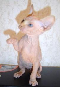 Кошки сфинксы