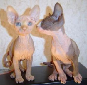 Кошки сфинксы
