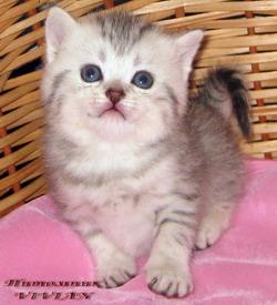 Британские котята вискас из питомника VIVIAN.
