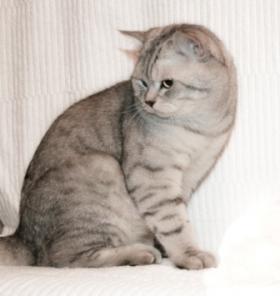 Титулованный жених для вислоухой кошки
