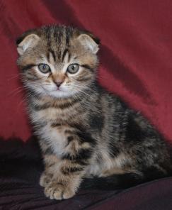 Шотландские котята шоу-класса