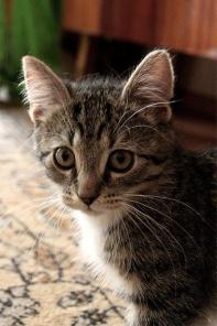 Удивительный котёнок Вася в лучшие руки!
