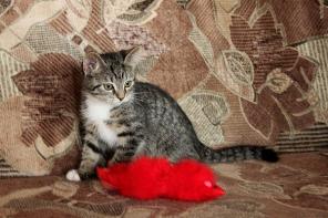 Удивительный котёнок Вася в лучшие руки!