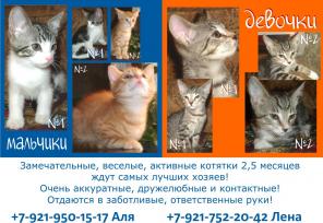 Замечательные котята в добрые руки!